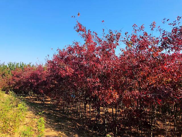 1595638320799180.jpg e865fffdc6174fc68866d694c48da108.jpg